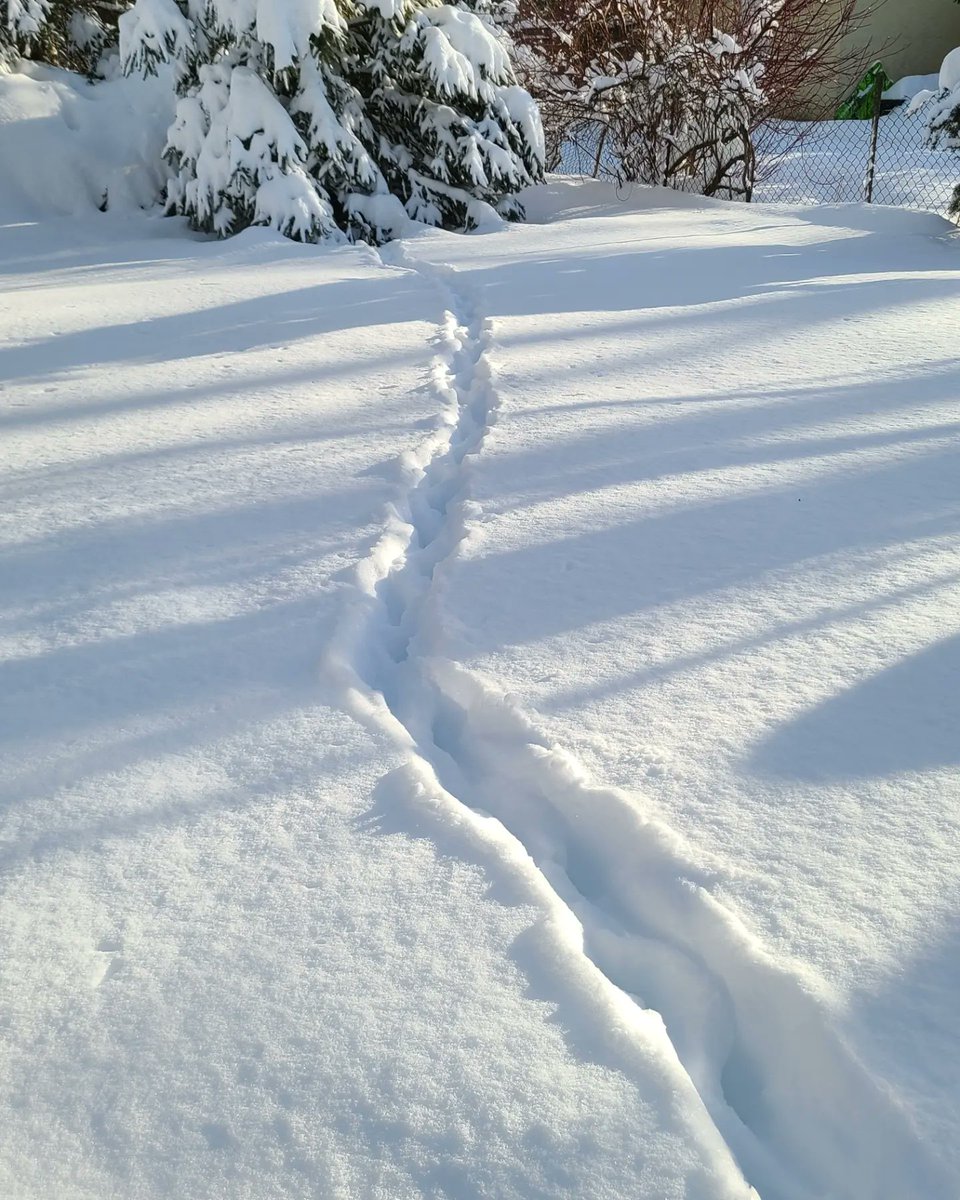 stephgray88's tweet photo. Yesterday there was a squirrel party.  Today it seems they collaborated to build a highway to the bird feeder. Clever. 
#teamwork #dailysquirrel #squirrelhighway #snowstorm #Winter2023 https://t.co/jdVVy1ivs2