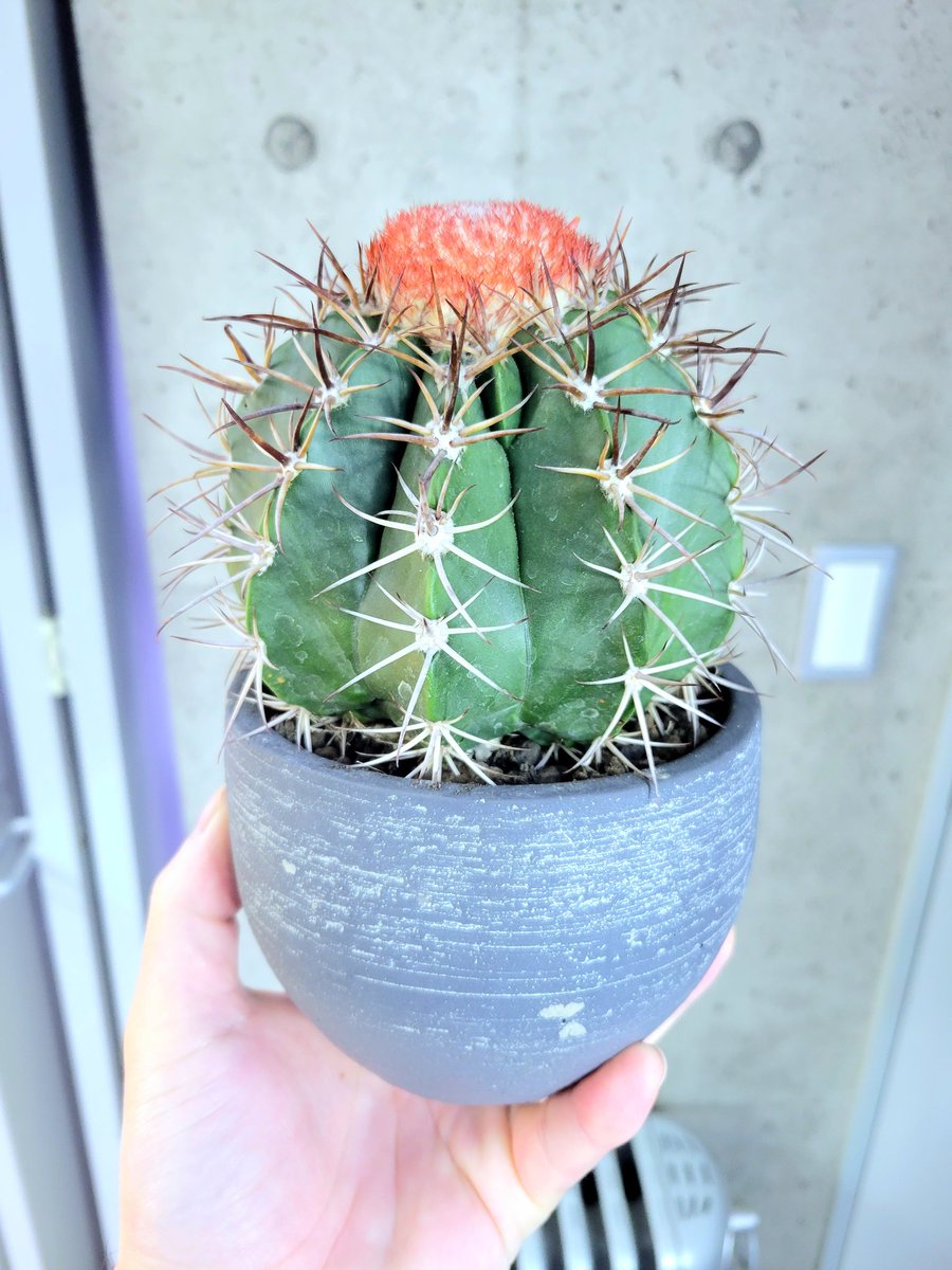 drybizarre's tweet photo. Melocactus violaceus
ブラジル固有種の裳雲
サボテンでブラジルって聞くとイメージ沸きませんよね(^^;;
意外と南米にも様々なサボテンがいらっしゃるようです
メロカクタスは花座が立派でとても綺麗です(^-^)
#メロカクタス
#裳雲
#Melocactus
#サボテン https://t.co/9Hcl4udpMs