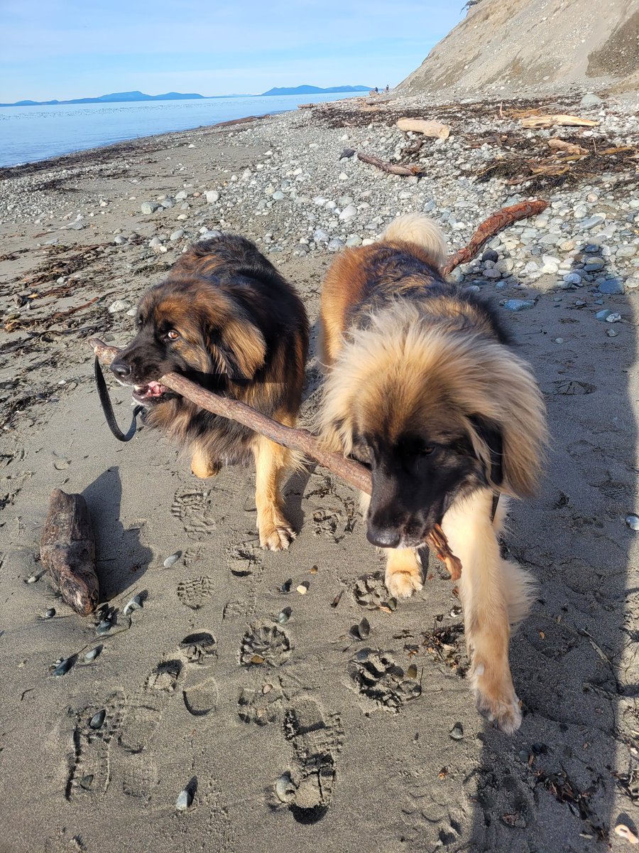 We found a stick on the ground! #beach #DogsofTwittter