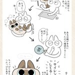 背後から急に怒ってくることがある愛猫!ある日、背後で何が起きているのか鏡で確認してみたら･･･!