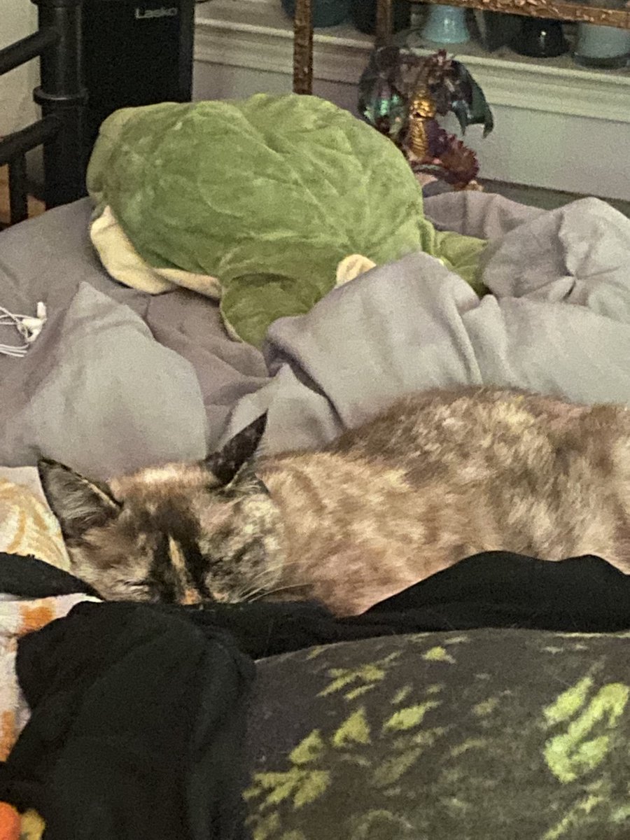 aidensnotsorry's tweet photo. Aiko appreciation to keep me going: my cat https://t.co/lDl6kHlqCs