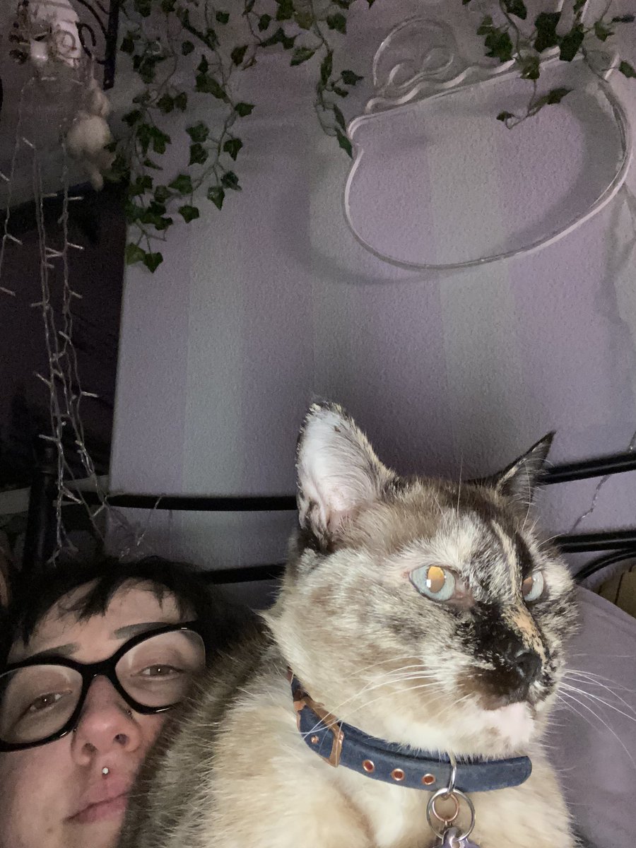 aidensnotsorry's tweet photo. Aiko appreciation to keep me going: my cat https://t.co/lDl6kHlqCs