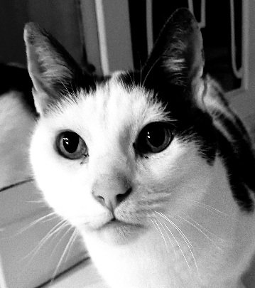 Rascal is back! Glad to see so many pawsome friends are still here.