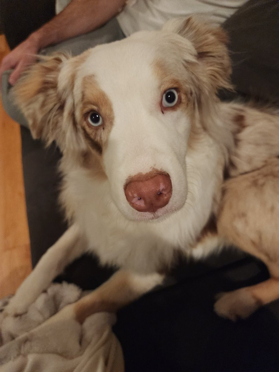 When grandma accidentally gives you a second dinner and you stare at mom like this every night after wondering where second dinner is.