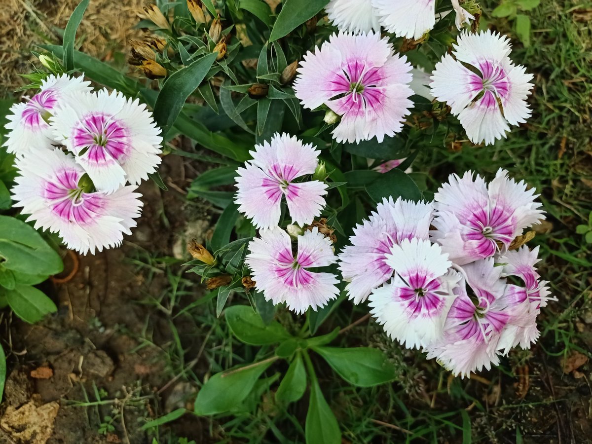 SimranKotwal4's tweet photo. Dianthus
@PhD_Genie @PhDVoice 
Good morning 🌅 https://t.co/HN1Cg1JWkp