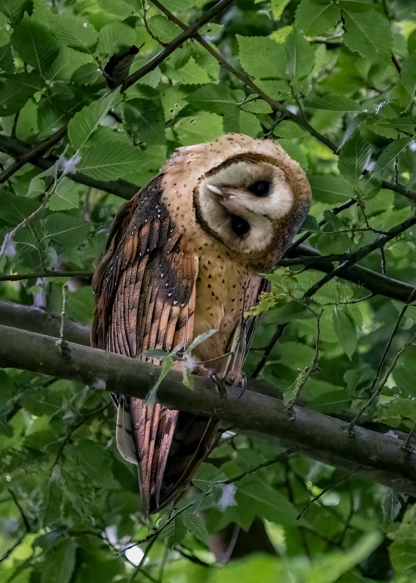 KamalaKyle's tweet photo. Kamala gives me this same look when I suggest she might be being a bit crazy about something!
Barn Owl, Southwest BC, 2022
#barnowl #tytoalba #bcowl #bcowls #owlsofbc #owlsinbc #bcowling #bcowlwatching #bcowlhunter #bcowlhunters #britishcolumbiaowl #britishcolumbiaowls #owls https://t.co/0bu6qAUbYn