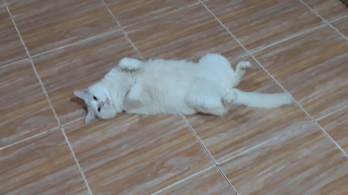 nooopps's tweet photo. Kangen jg https://t.co/Hq18vp1ZKP