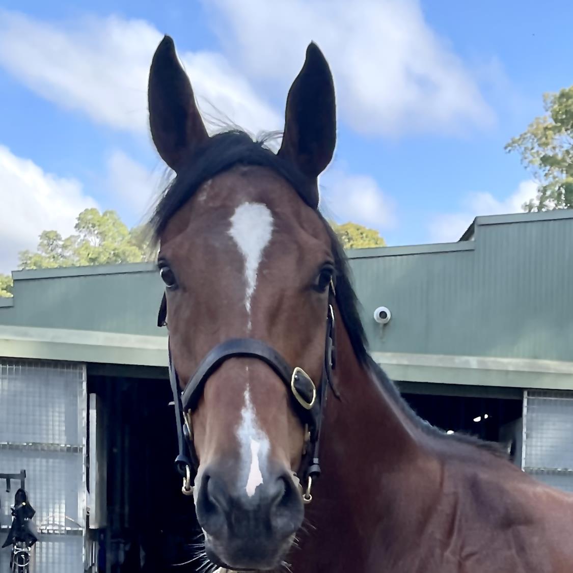 Patriot_Bldstck's tweet photo. Sapphire Coast R3 4 OPEN SKY should improve at second start stepping out to 1400m and comes out of very strong form race last time out. Best of luck to all owners.
@Aaronbradynthat
@DarrenGorrel17
@cliffbingham
@JohnOC34
@mickaird71
@DarylBurrell2 https://t.co/ciOS3Qy2Vx