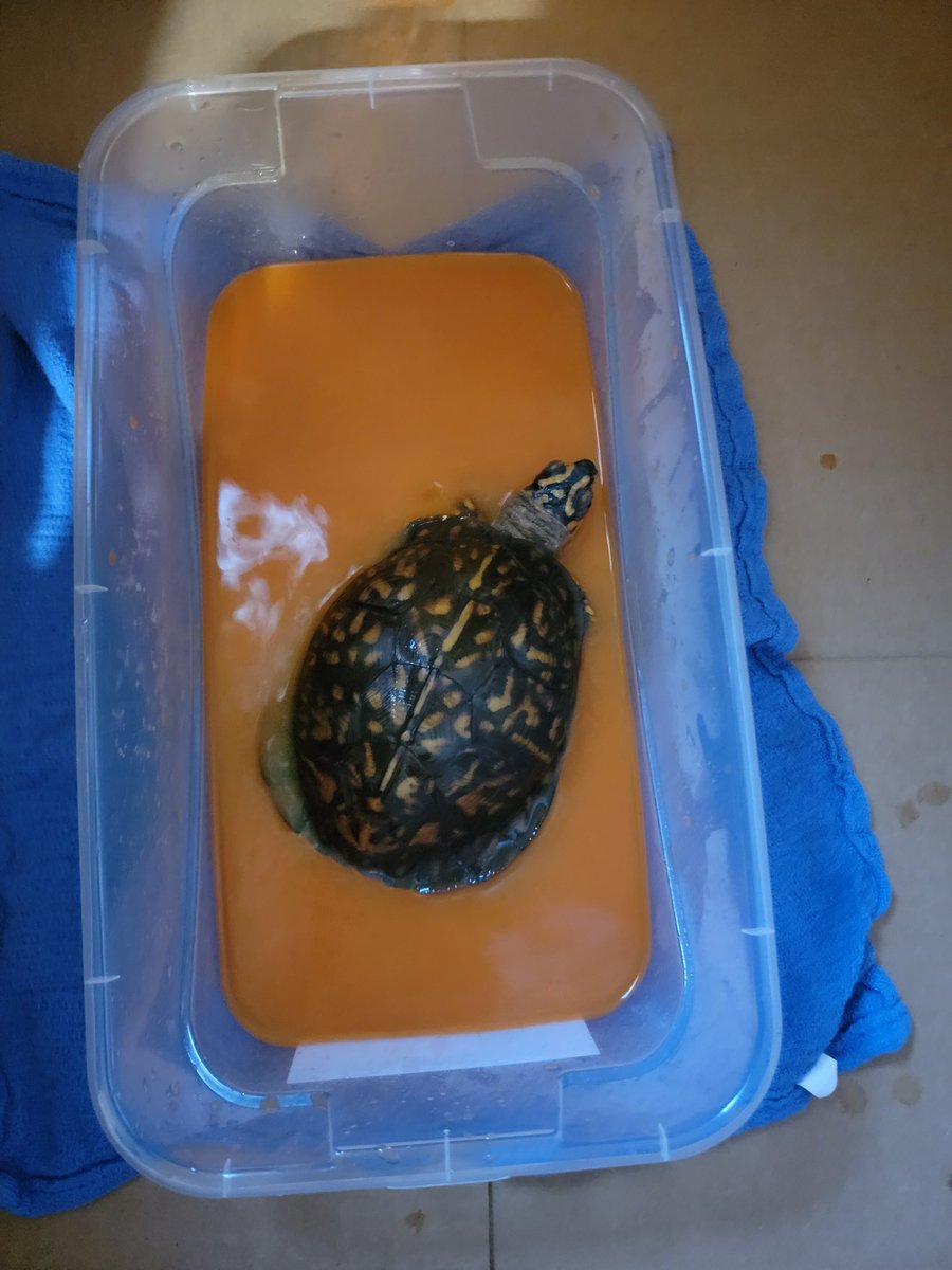 BeebsJoy's tweet image. Mr Turtle got his first organic carrot juice soak today.  I can't say he was a fan.
 #MrTurtlesAdventures
#boxturtle