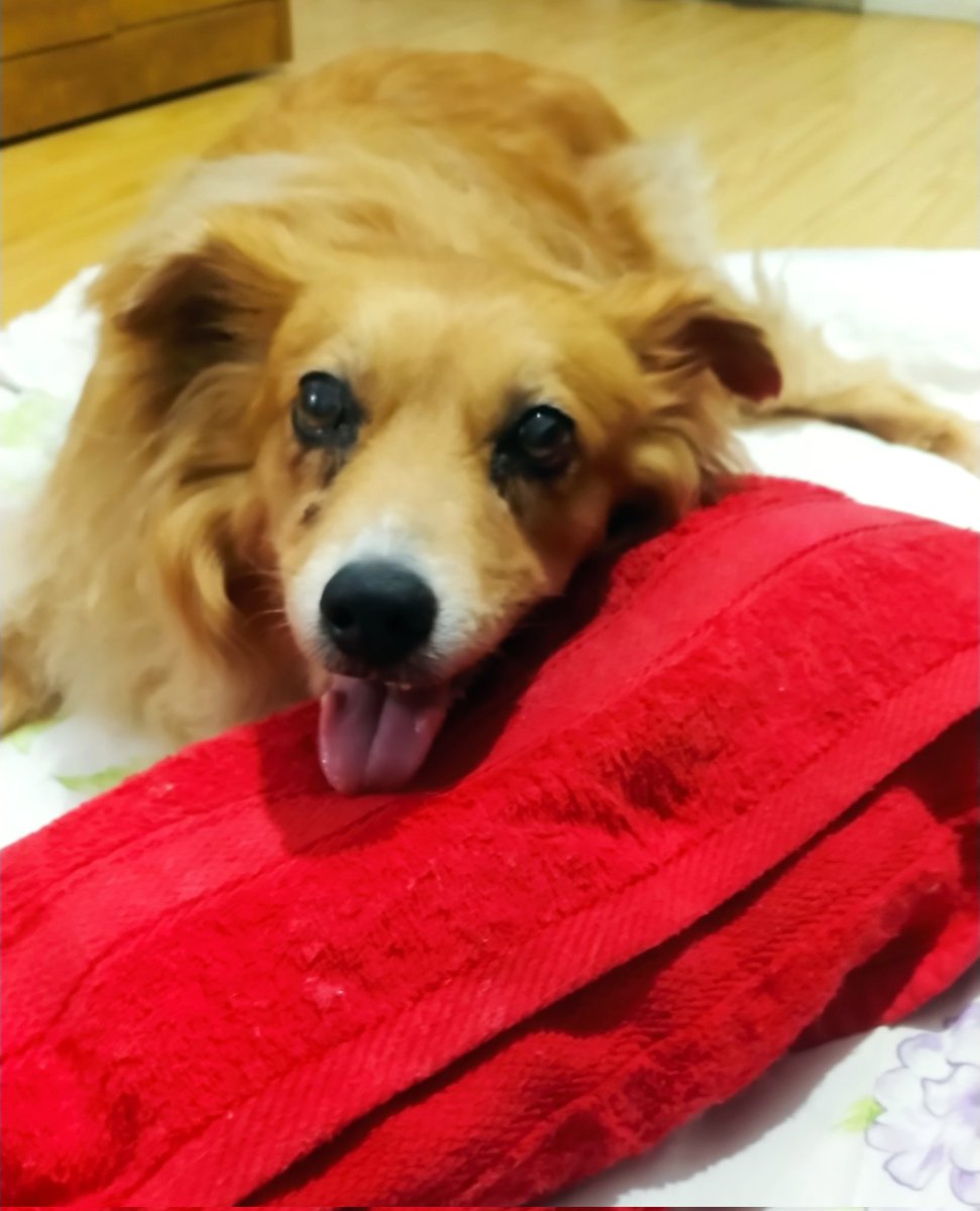 ana vai ver os jobros tweet media