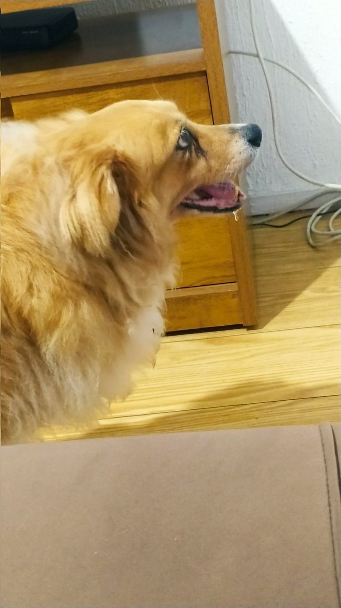 ana vai ver os jobros tweet media