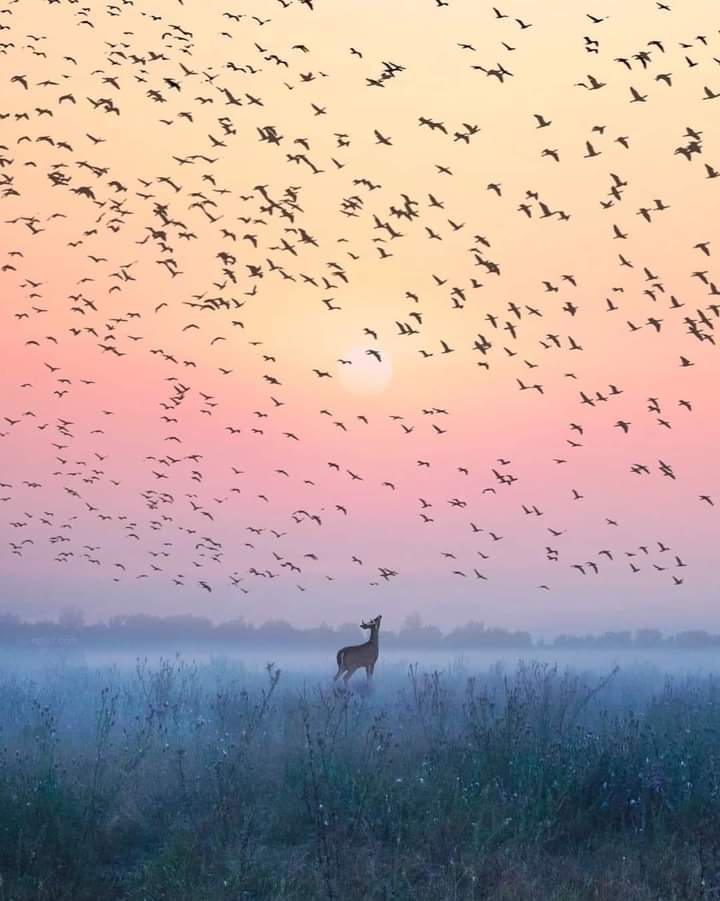 A spectacular photo ❤️
Nature encounters 🦅🦌
#Naturechallenge #Earth #Nature