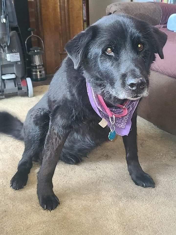 thehappydog_'s tweet image. Hi, I'm old, I've been waiting all day but nobody even said "Hello" to me... I'm so sad.. 🥺❤️‍🩹