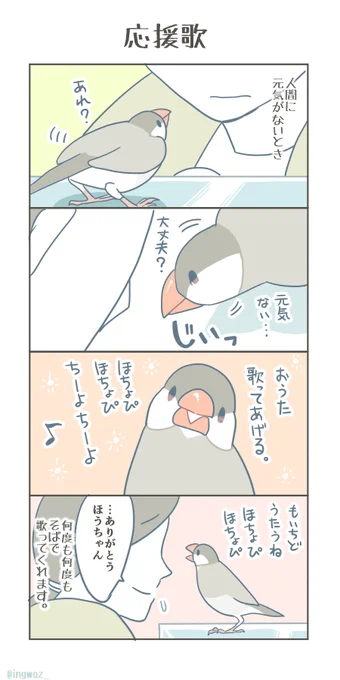 ほうちゃんの応援歌。

#Buncho #javasparrow #文鳥 