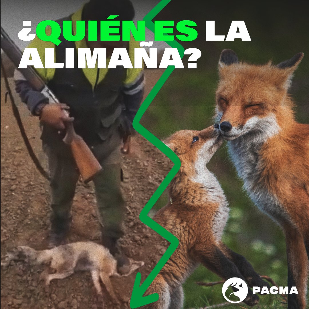 PartidoPACMA's tweet image. Los cazadores llaman "alimañas" a los zorros, pero en PACMA nos preguntamos... ¿quién es la verdadera alimaña? ¿Los animales o quienes les persiguen, acosan, torturan y matan de las formas más crueles?

¿Tú qué opinas? 

#NoSoyUnaAlimaña