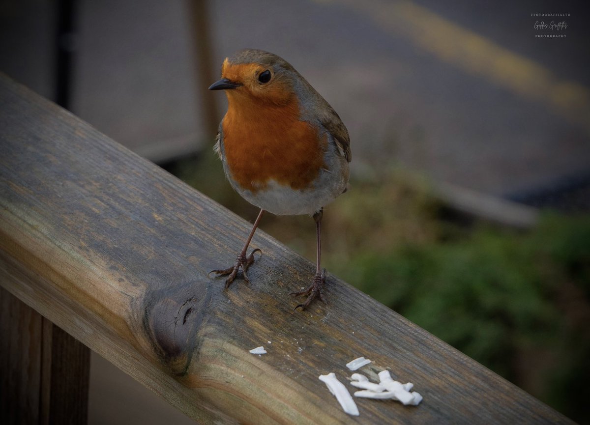 GildasGriffiths's tweet photo. Robin Goch | Robin 🏴󠁧󠁢󠁷󠁬󠁳󠁿
#photography #birdphotography #valeofglamorgan #porthkerry @visitthevale #camera #outdoors @LumixUK @RSPBCymru https://t.co/tl2xSZMGuG