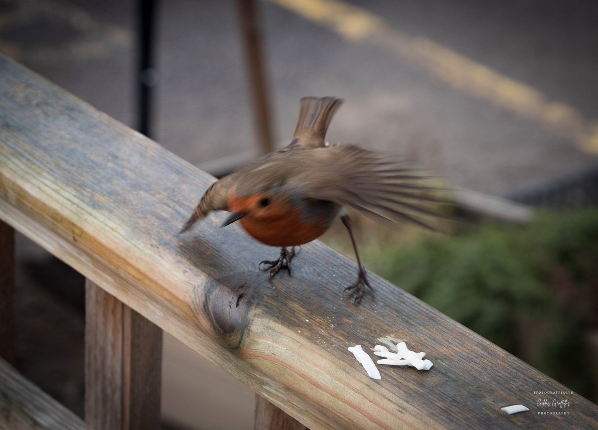 GildasGriffiths's tweet photo. Robin Goch | Robin 🏴󠁧󠁢󠁷󠁬󠁳󠁿
#photography #birdphotography #valeofglamorgan #porthkerry @visitthevale #camera #outdoors @LumixUK @RSPBCymru https://t.co/tl2xSZMGuG