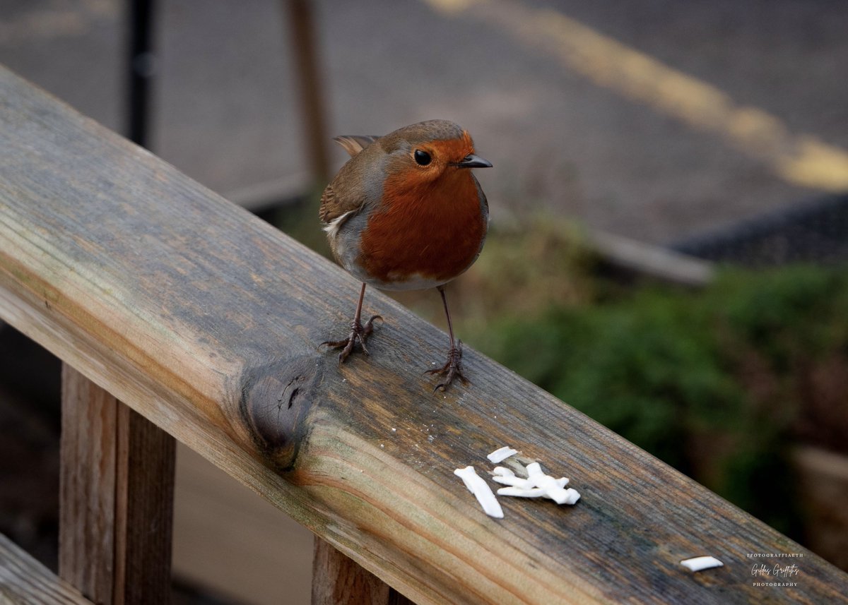 GildasGriffiths's tweet photo. Robin Goch | Robin 🏴󠁧󠁢󠁷󠁬󠁳󠁿
#photography #birdphotography #valeofglamorgan #porthkerry @visitthevale #camera #outdoors @LumixUK @RSPBCymru https://t.co/tl2xSZMGuG