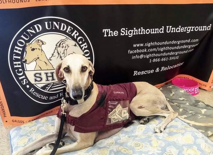 shug-on-twitter-join-us-on-saturday-for-the-january-indianapolis-meet