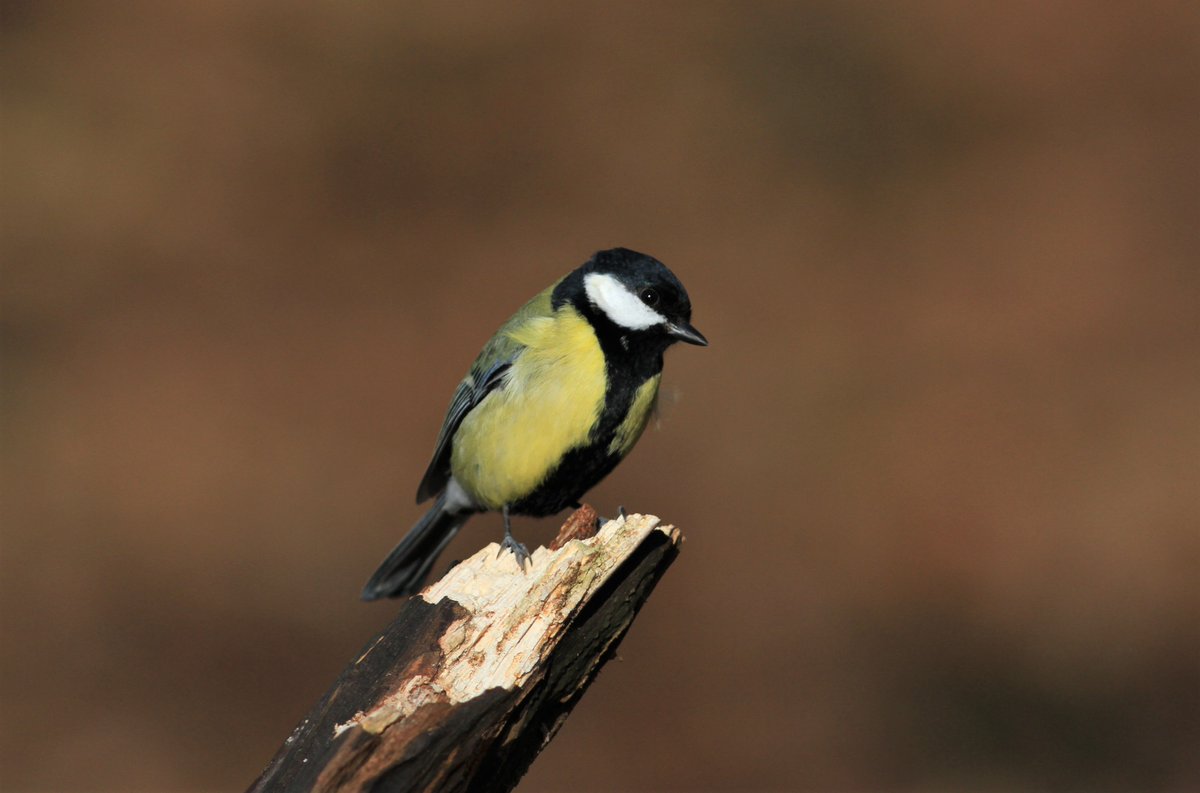 SandwichTIC's tweet image. #RT VisitDover: RT @Kearsneyparks: 🦆 Are you ready for the #BigGardenBirdWatch? Why not come and count the birds at #KearsneyParks this weekend? rspb.org.uk/get-involved/a…