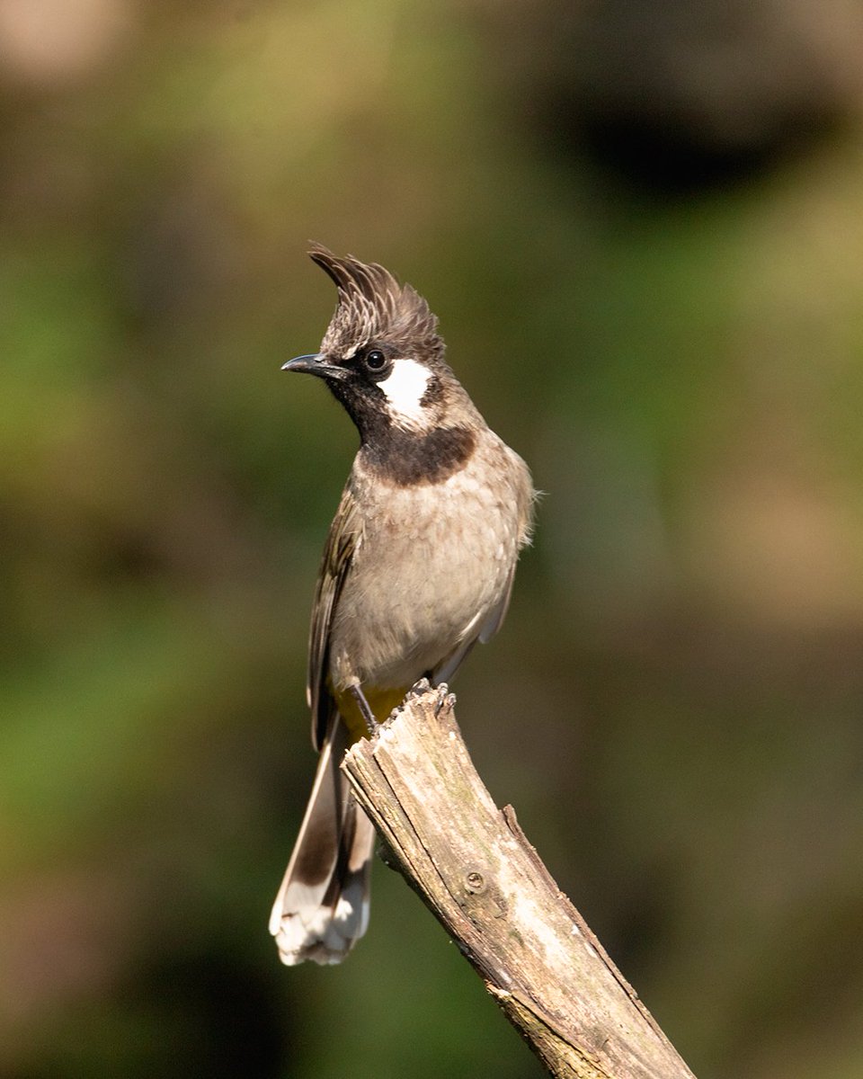 joyyiiaa's tweet photo. Himalayan Bulbul from Margalla Hills National Park, Islamabad. ❣️ 

#wildearth #wildlifephotography #wildlife #BirdsSeenIn2023 #BirdsOfTwitter #birding #bulbul #Islamabad https://t.co/C9akgmPNSi