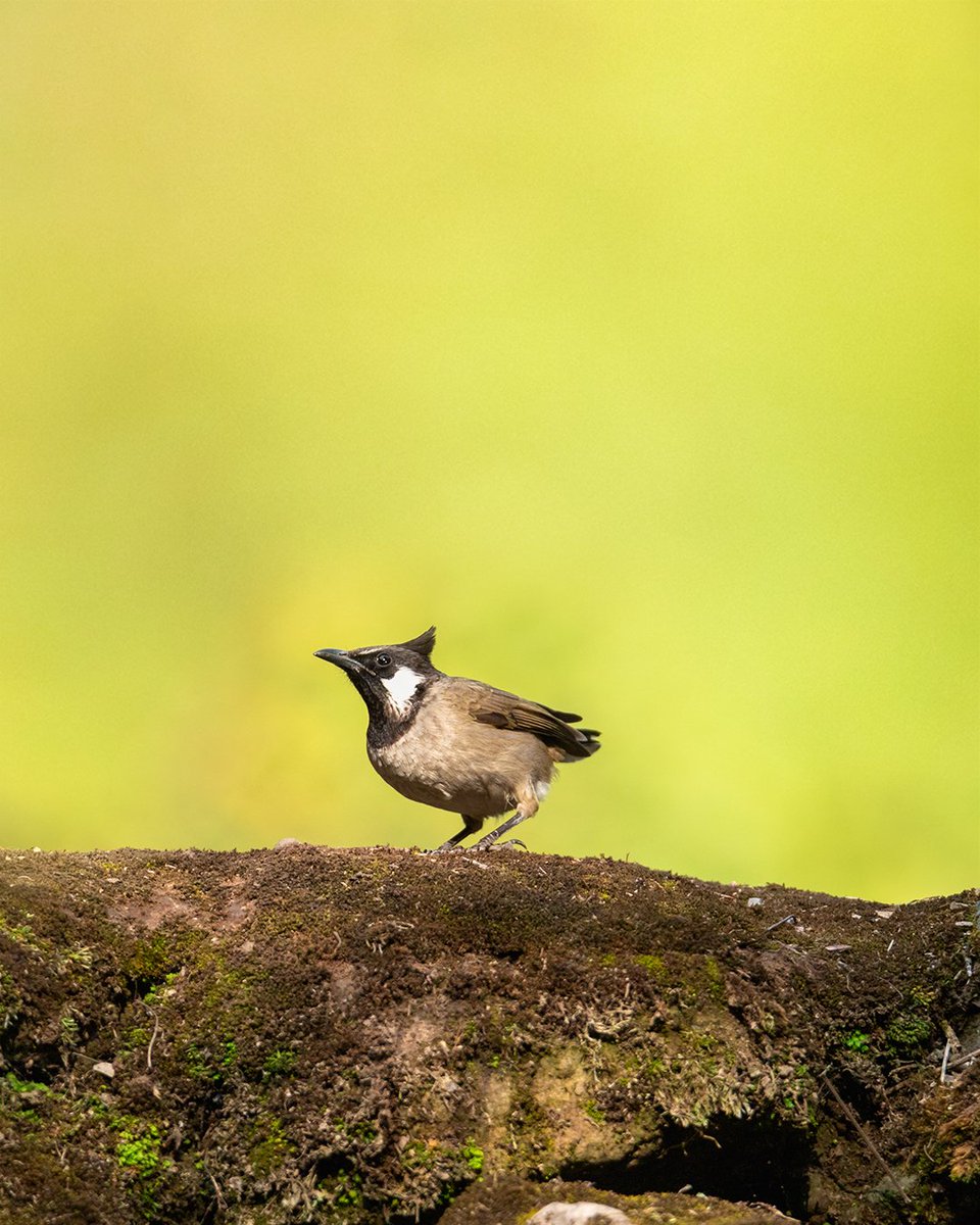 joyyiiaa's tweet photo. Himalayan Bulbul from Margalla Hills National Park, Islamabad. ❣️ 

#wildearth #wildlifephotography #wildlife #BirdsSeenIn2023 #BirdsOfTwitter #birding #bulbul #Islamabad https://t.co/C9akgmPNSi