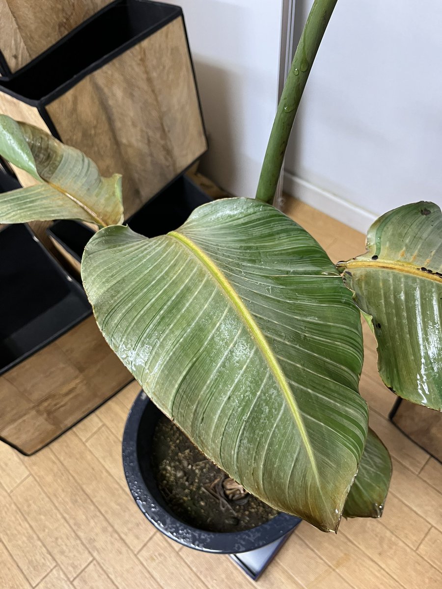 gift_place2017's tweet photo. 【観葉植物のお引越し🪴】
寒さの中で凍えてた
観葉植物を事務所の中に避難させました🙌🏻
温かい室内で復活してほしいですね!
#ギフトプレイス #GIFTPLACE #GPの日常 #観葉植物 #お引越し #寒いから暖かそうな画像を貼る #雪 #B型事業所 #福祉施設 #障害者雇用 #障害福祉 #IT https://t.co/6LX3JSpQ5k