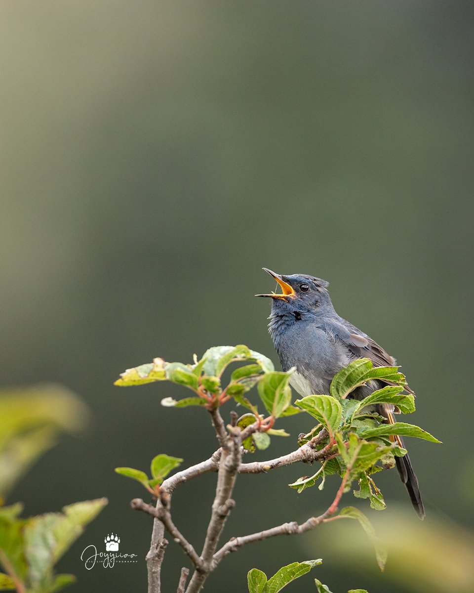 joyyiiaa's tweet photo. White-bellied Redstart Male &amp; Female from Gabin Jabba, Swat Pakistan. ❤

#wildlifephotography #wildlife #BirdsSeenIn2023 #BirdsOfTwitter #birdsphotography #swatkalam #PakistanZindabad #WildFlower https://t.co/VNc5JZDFxU