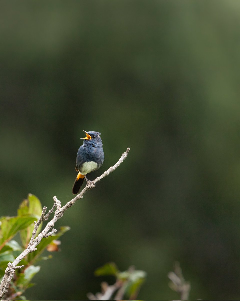joyyiiaa's tweet photo. White-bellied Redstart Male &amp; Female from Gabin Jabba, Swat Pakistan. ❤

#wildlifephotography #wildlife #BirdsSeenIn2023 #BirdsOfTwitter #birdsphotography #swatkalam #PakistanZindabad #WildFlower https://t.co/VNc5JZDFxU