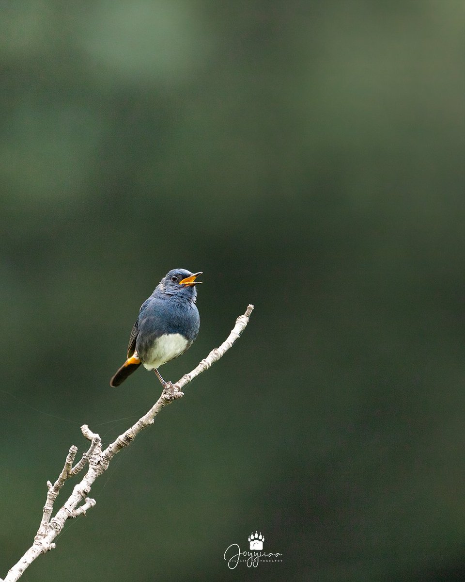 joyyiiaa's tweet photo. White-bellied Redstart Male &amp; Female from Gabin Jabba, Swat Pakistan. ❤

#wildlifephotography #wildlife #BirdsSeenIn2023 #BirdsOfTwitter #birdsphotography #swatkalam #PakistanZindabad #WildFlower https://t.co/VNc5JZDFxU