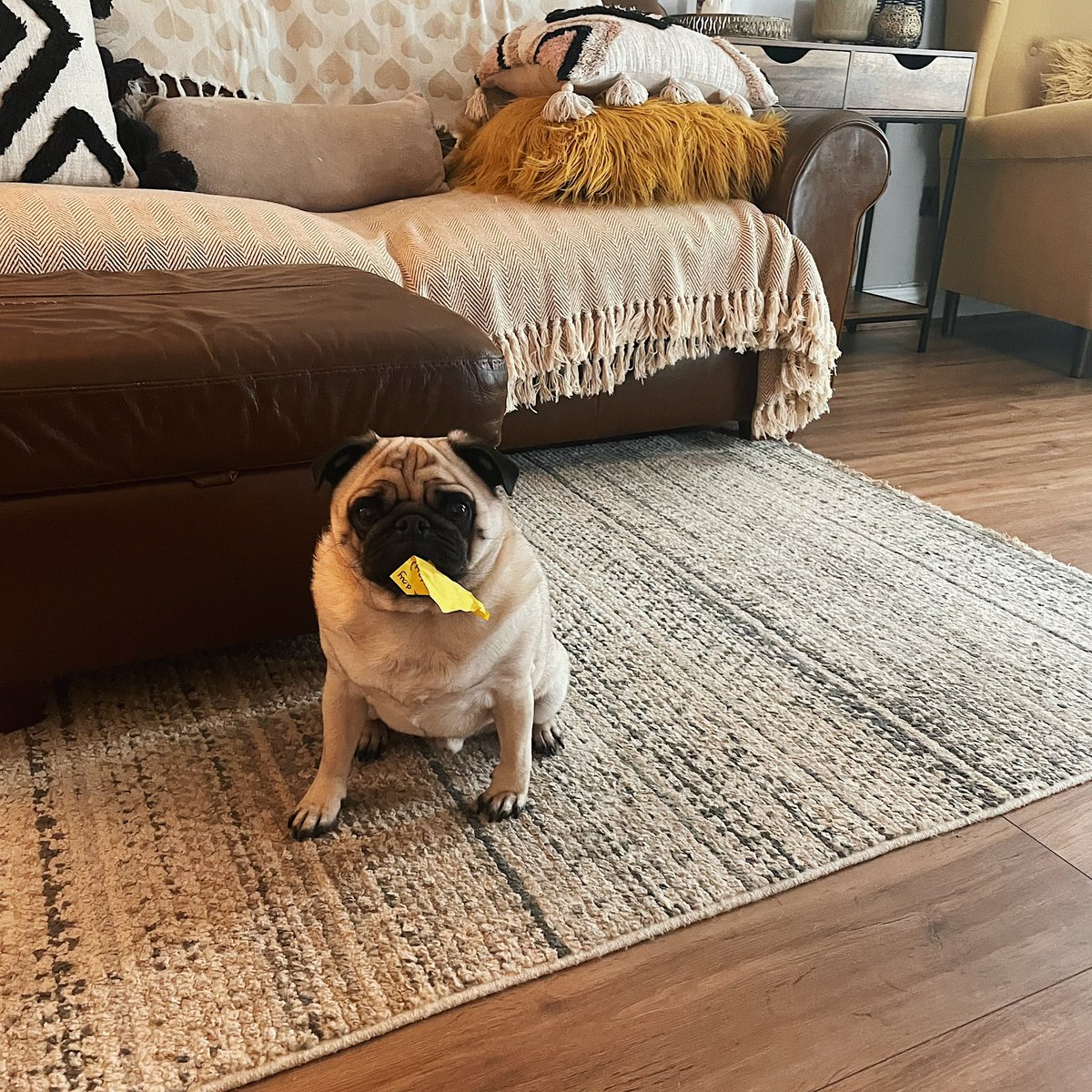 He’s got that Friday feeling.

#PPCPug #WFH #DogAtWork