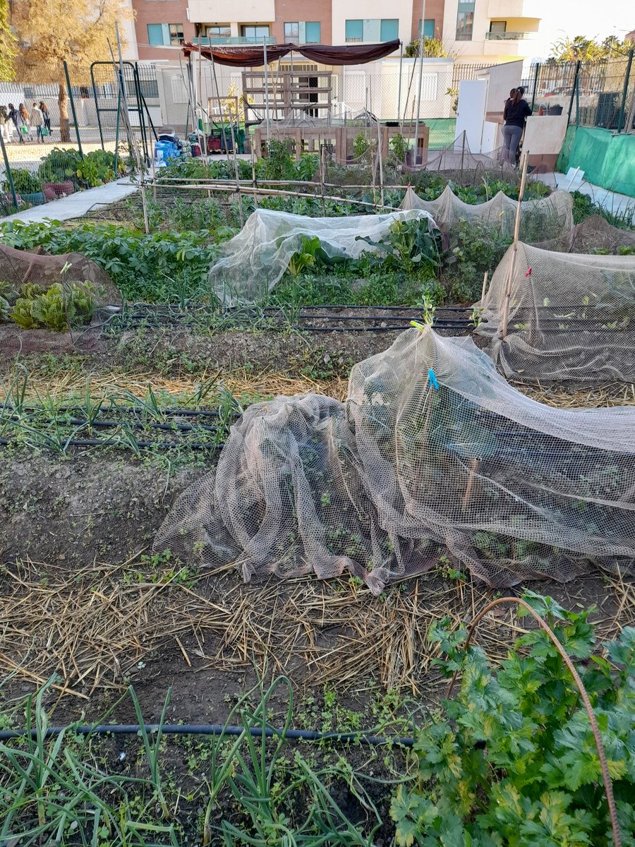AldeaMiraya's tweet photo. Desde el huerto del Miraya os deseamos buen fin de semana. 🥬🥬🥬🥬🥬
@IESMirayadelMar @comunicacreando @programaaldea https://t.co/LndC1PrpCL