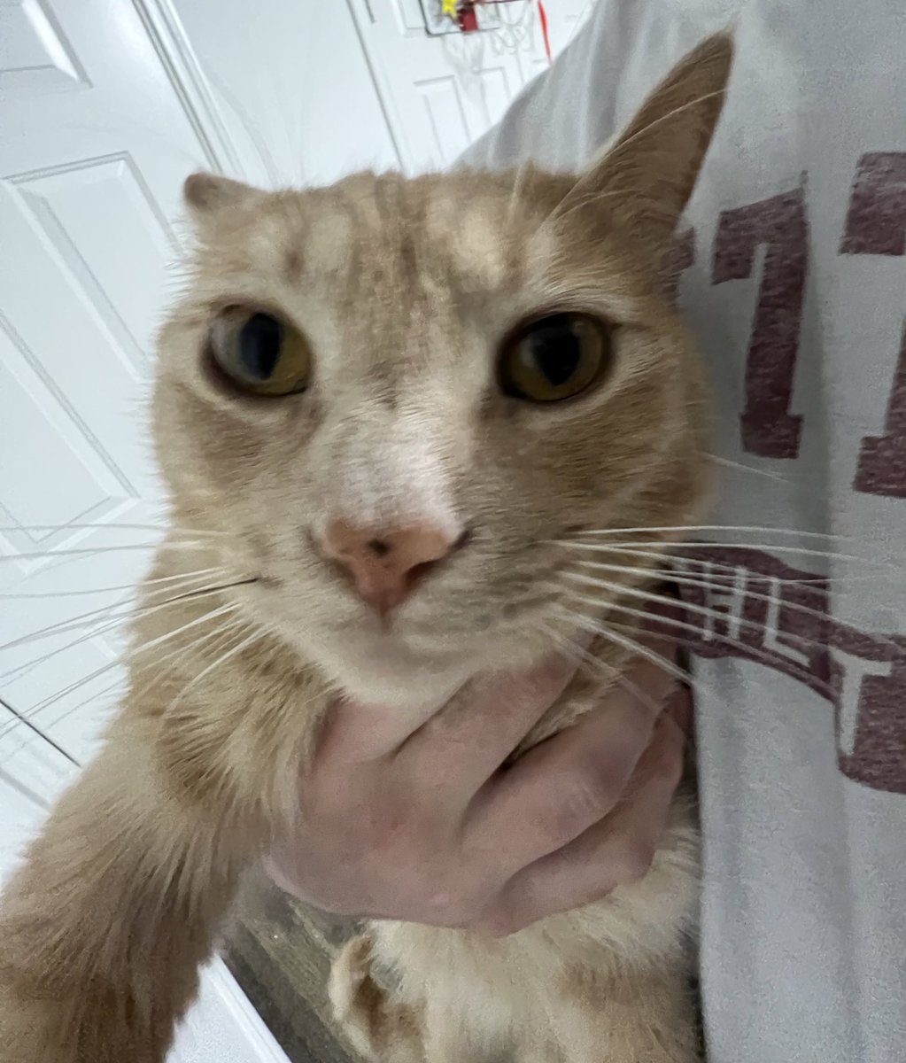 fingerfull's tweet image. Cat