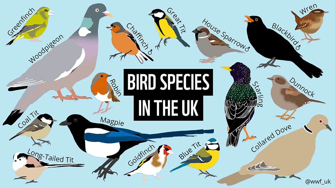 16 familiar garden visitors – how many have you seen? 👀 

These are just some of the UK bird species you might spot if you’re taking part in the @natures_voice #BigGardenBirdwatch this weekend!