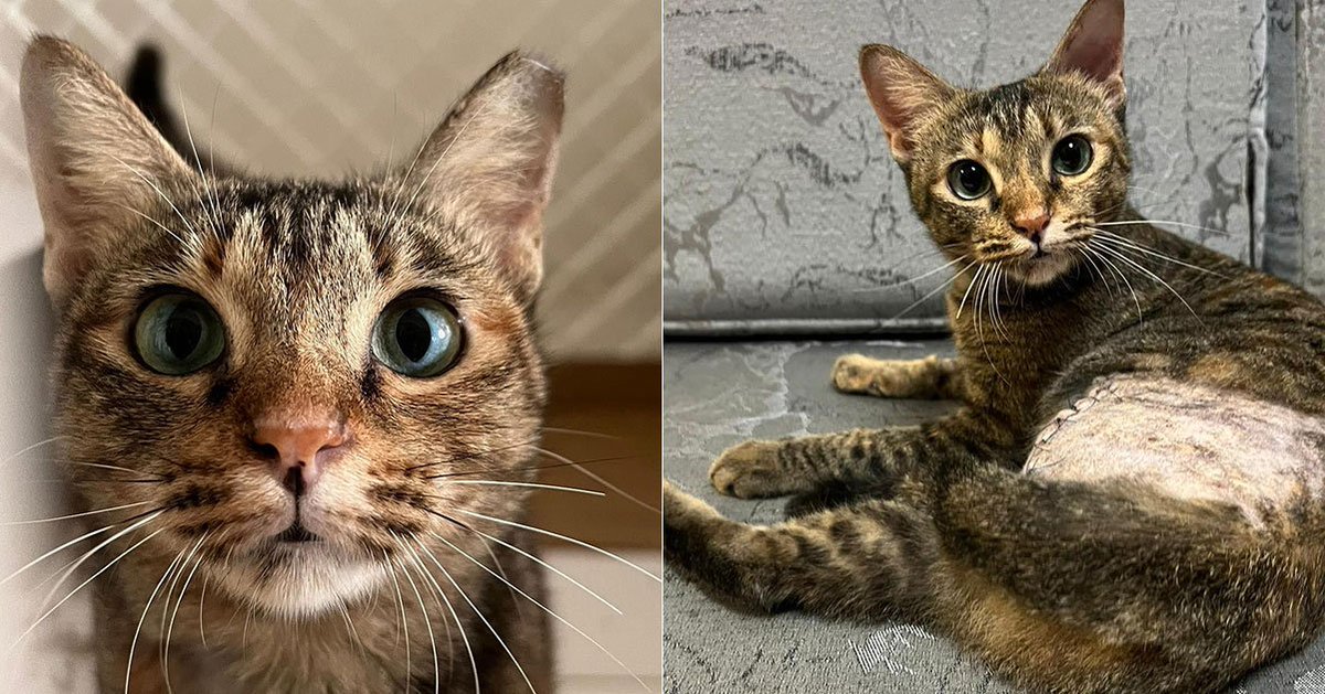 MothershipSG's tweet photo. 3-legged 1-year-old cat up for adoption in S'pore, hind leg amputated due to fall from 5 floors https://t.co/HtumswIKu6 https://t.co/s6JLGsoAoG