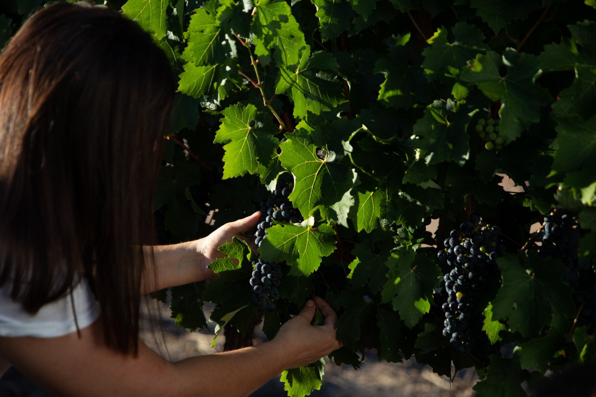 Ellerman House tweet media