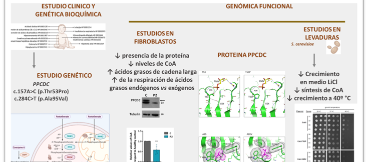 IBV_CSIC's tweet photo. Una investigación en la que ha participado Santiago Ramón-Maiques @MaiquesRamon del @IBV_CSIC describe un nuevo error congénito del metabolismo causado por un defecto en la síntesis de Coenzima A
@CIBERER  https://t.co/UgojPjNyhP https://t.co/DNl1ElPNhN