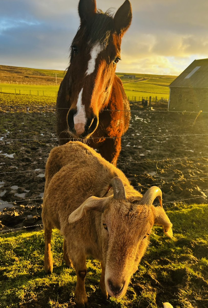 Meet the gorgeous Arthur who’s a 17.1hr Irish Draft, he was a present to myself as I wanted something safe to ride(I’d rescued well over 100 horses by then) he is 16 years, so one of the younger horses I have, he loves to lick everyone, he loves to also lick goats!
