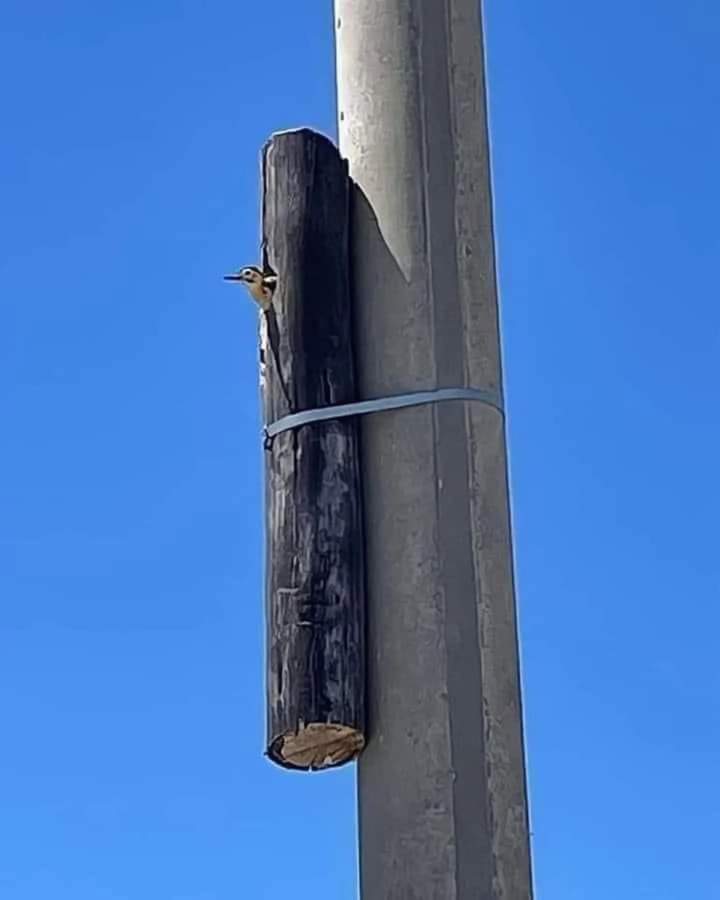 Captain_GreenKe's tweet photo. The old wooden street light  post was replaced with a concrete one. 
The woodpecker's home was not only spared but secured!
We have some good people out there👏🏼👏🏼 https://t.co/uQ5uOGvvDP
