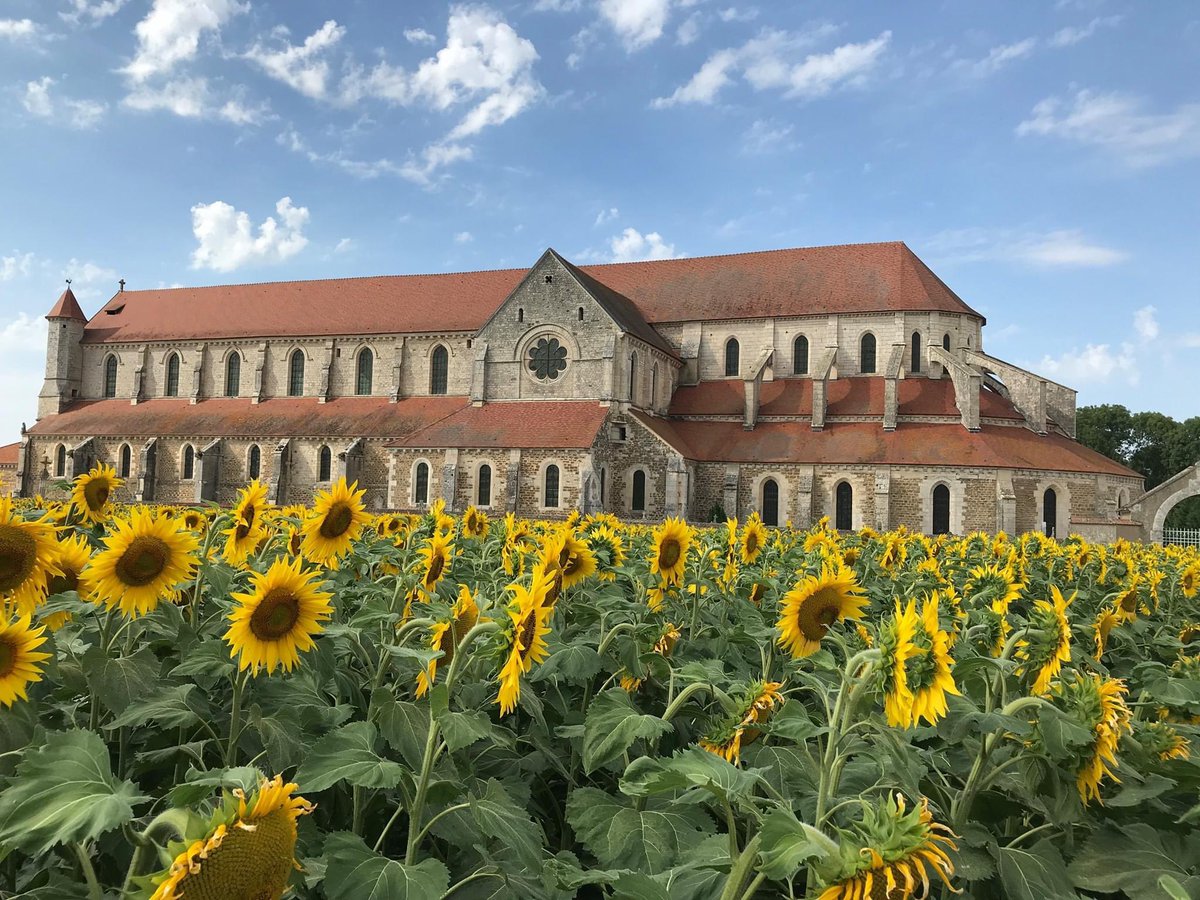 OlivierCOSTE2's tweet photo. Je me souviens m’être rendu avec notre #Agriculture,lors d’un #TDP
#SouffletSeeds🌱.
Je peux te dire @BONNIN1402 que s’était le 21 juin 2020,devant cette #abbaye ⛪️ de l’#Yonne et depuis
la variété #Tournesol #Balisto🌻.
#VisMaVieDeARC #Bourgogne
#AgriculturePartage #Partage https://t.co/7BprLSqd0D