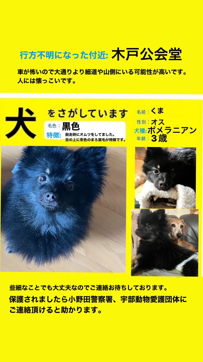 XA3qc's tweet photo. 1/24am5:00には家におりませんでした。勝手口から脱走したと思われます。

何か手掛かりがありましたら、dmでも大丈夫なのでご連絡お待ちしております。
海と山付近なのでとっても寒いので心配です。 

#迷子犬 #迷い犬 #ポメラニアン #黒ポメ #くま #拡散希望 https://t.co/EWnkxG31MR
