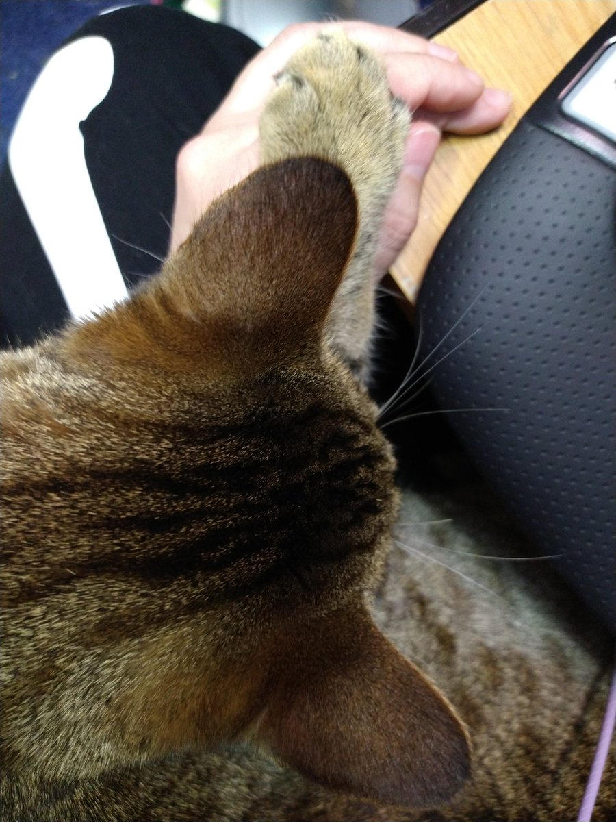 weelittlenut's tweet photo. She's preventing me from typing but I gotta admit...this is pretty damn adorable. https://t.co/XaZ4M1V119