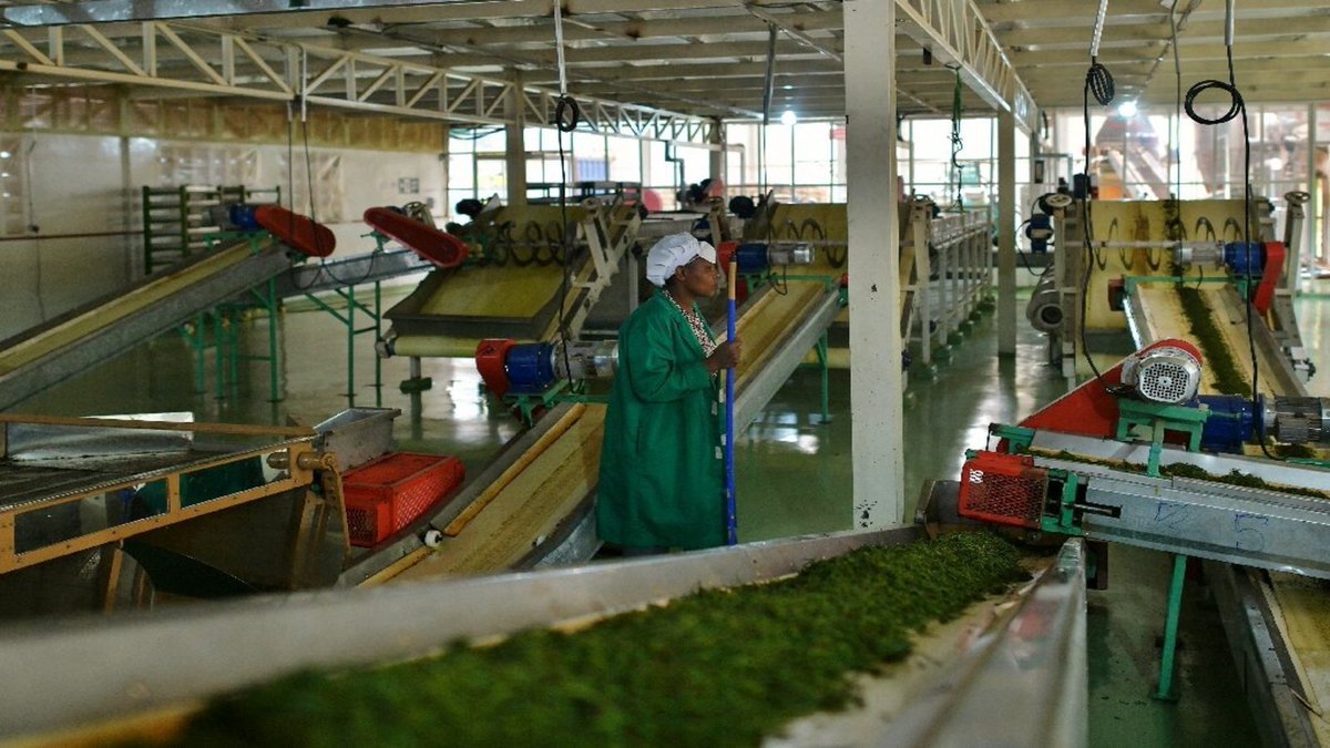 FW_Africa's tweet photo. KTDA to procure 13 orthodox tea processing machines for allied factories to meet the burgeoning demand for orthodox tea https://t.co/SVyK3HqNYj
#investment #orthodoxtea #kenya
@KTDATea https://t.co/O2omWduoxA