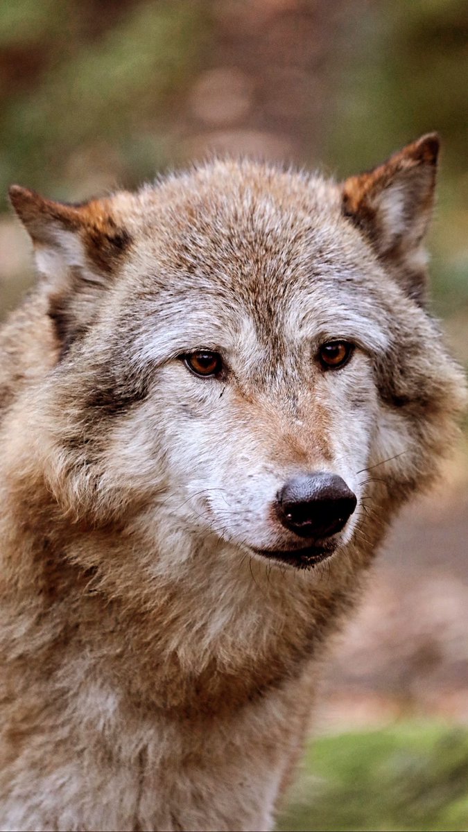 DBKfromOWL's tweet photo. Moin Weekendlovers
#gm #münster #wolf #explore #münsterland #makesomething #weekendlover #photography #Portrait #Animal #Nature #everydayadventure #portraitphotogaphy #moin https://t.co/XvTqPajmYC