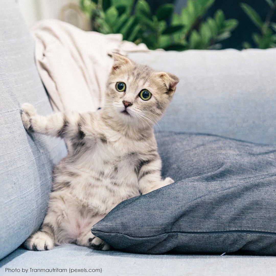 Ternyata memang menurut berbagai penelitian dari masa ke masa, berinteraksi dengan kucing dapat mendatangkan beberapa keuntungan untuk kesehatan fisik dan mental kita. Dengan catatan kita sekeluarga tidak ada yang alergi bulu kucing. bit.ly/3vS9Xoq #momdadi #momdadicom