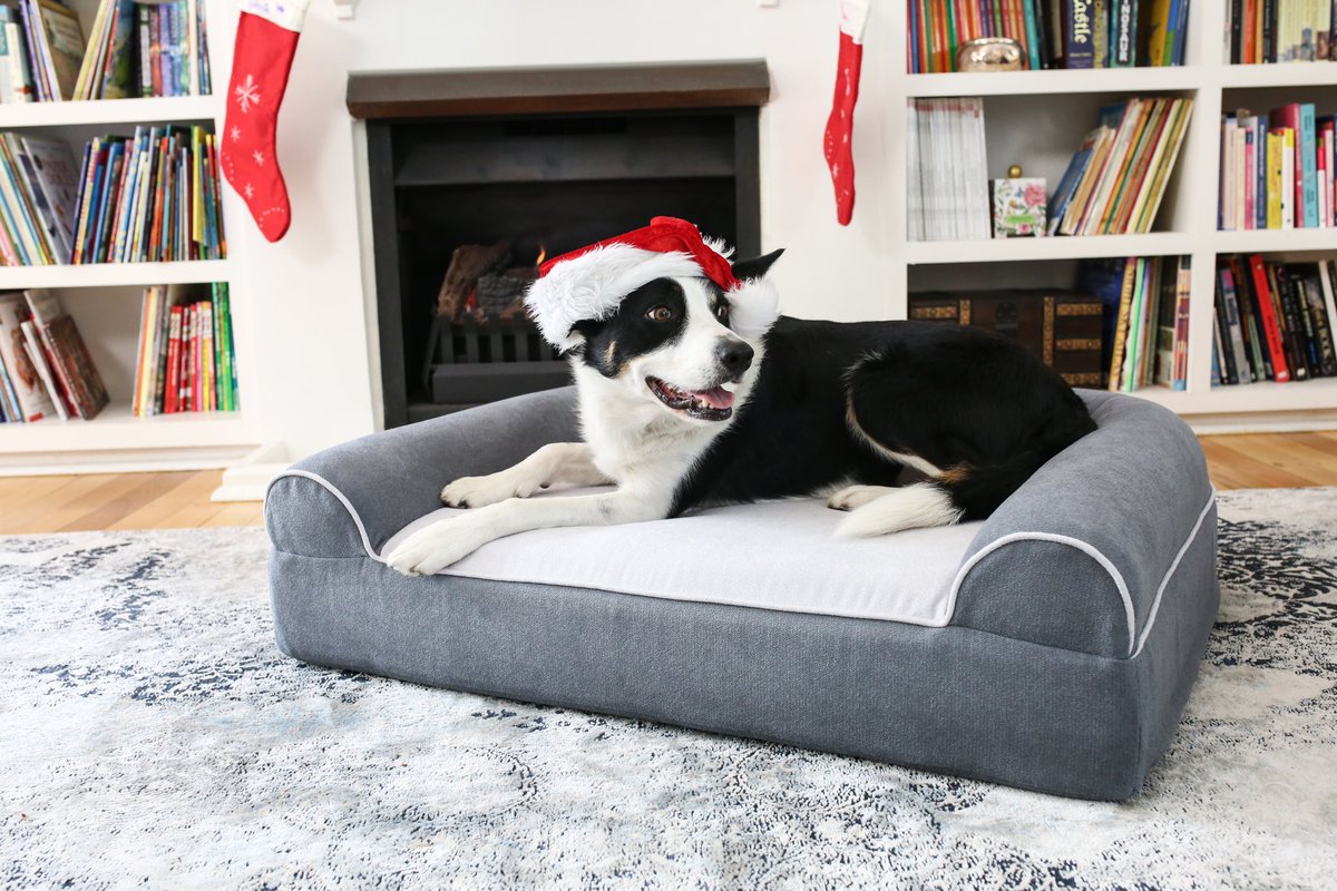 Dog Cloud tweet media