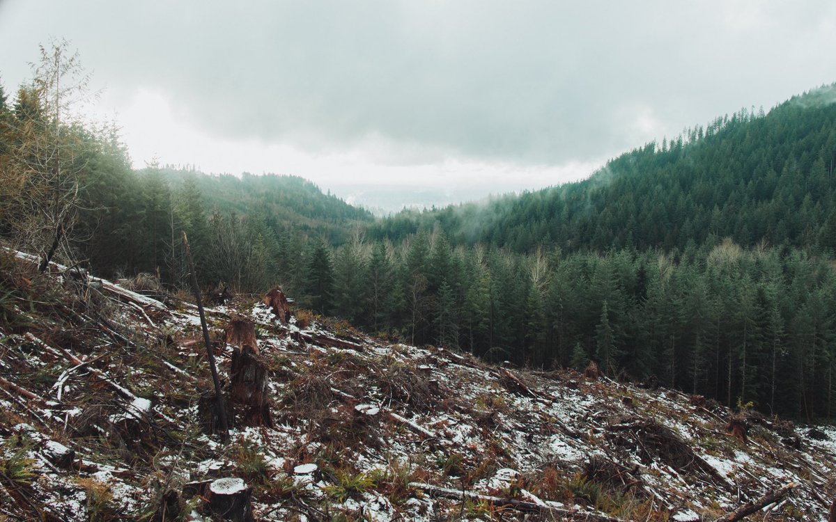 finntbaker's tweet photo. Serenity, a stone’s throw from Seattle https://t.co/bKlczgn3r3