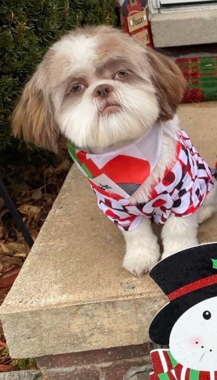 CrimeInTheD's tweet photo. Missing from the Martin and Van Dyke area. #Warren https://t.co/l6M2JLioXG