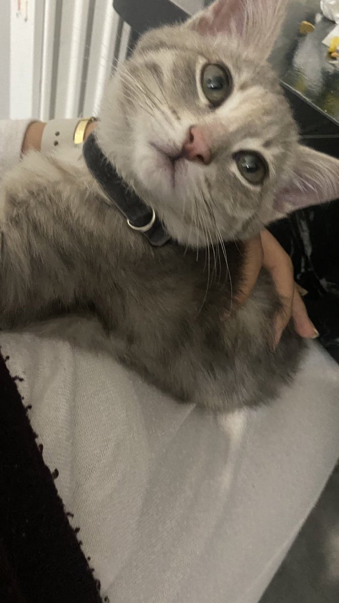 Tasması ile sokağa atılmış acil geçici kalıcı yuva arıyoruz . Dişi fotoda büyük çıkmış daha bebek aşırı mır mır masajcı bir kedi. 
İstanbul 

<a href="/sedaoztekn/">seda öztekin</a>