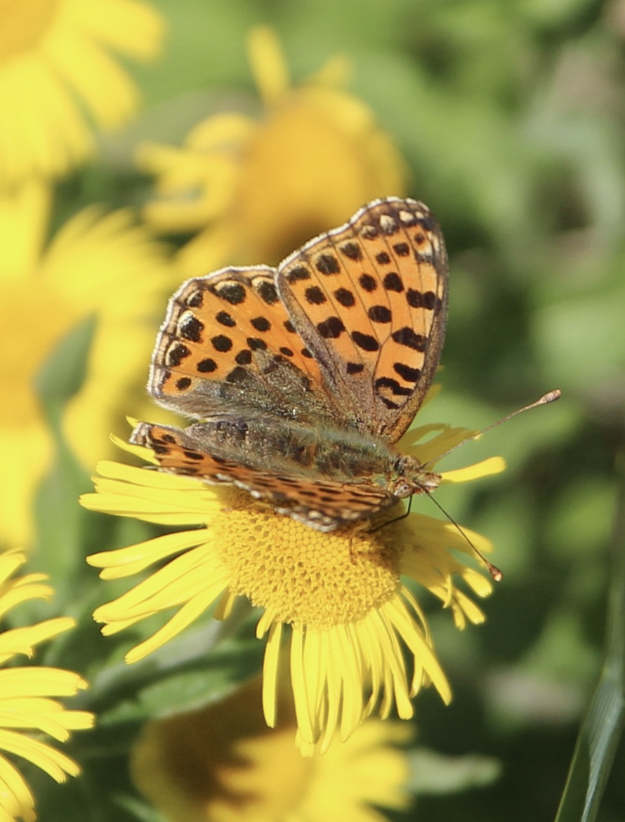 ChroniqueJardin's tweet photo. [Souvenirs d’été] Petit nacré sur capitule de Pulicaire dysentérique. #Papillon #PlanteSauvage #PrairiesHumides #MaraisPoitevin https://t.co/yNYFHeKhcF